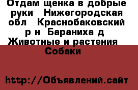 Отдам щенка в добрые руки - Нижегородская обл., Краснобаковский р-н, Бараниха д. Животные и растения » Собаки   